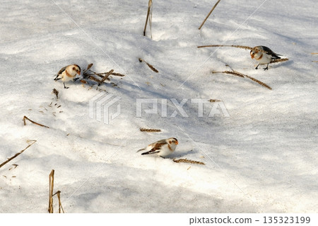 雪鹀在雪地裡享用海蒜。 135323199