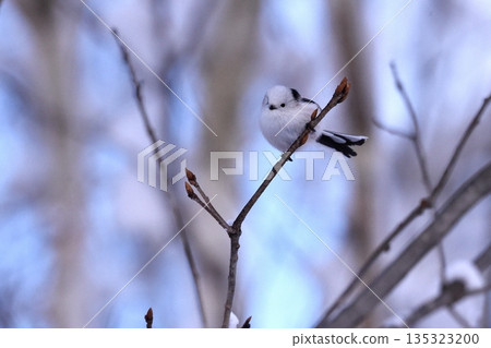 一隻長尾山雀棲息在冬天的樹枝上。 一隻長尾山雀棲息在冬天的樹枝上。 135323200