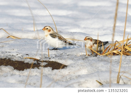 Yukihojiro在雪原上 Yukihojiro在雪原上 135323201