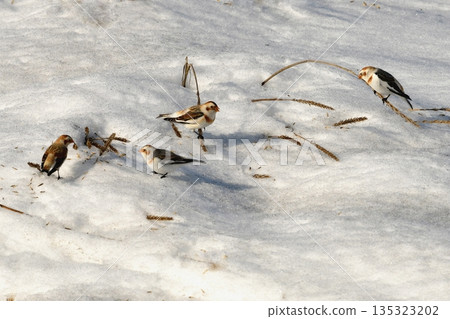 雪鹀聚集在海蒜周圍 135323202