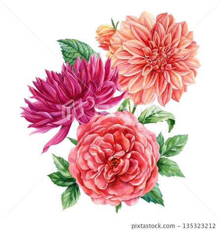 Mixed dahlia flowers watercolor bouquet with coral magenta and pink blooms and green leaves isolated on white background 135323212