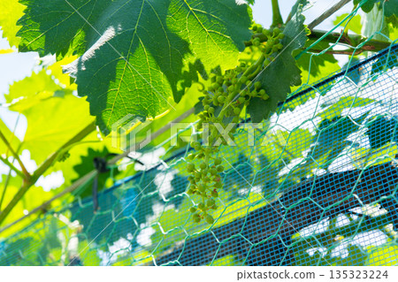 Nagano's vineyards and summer blue sky, idyllic country roads and mountain scenery Nagano's vineyards and summer blue sky, idyllic country roads and mountain scenery 135323224