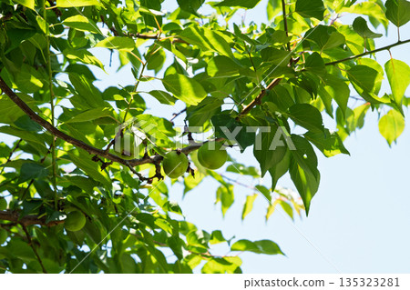 Green plums bathed in early summer sunlight: sunlight filtering through the fresh green leaves and young fruit Green plums bathed in early summer sunlight: sunlight filtering through the fresh green leaves and young fruit 135323281