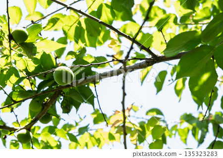 Green plums bathed in early summer sunlight: sunlight filtering through the fresh green leaves and young fruit Green plums bathed in early summer sunlight: sunlight filtering through the fresh green leaves and young fruit 135323283