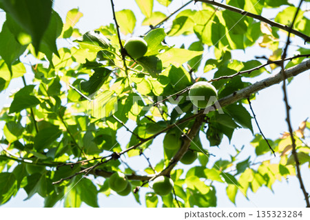 Green plums bathed in early summer sunlight: sunlight filtering through the fresh green leaves and young fruit Green plums bathed in early summer sunlight: sunlight filtering through the fresh green leaves and young fruit 135323284