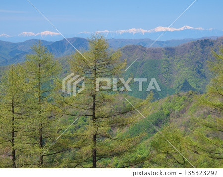 遠眺奧秩父市雲取山和南阿爾卑斯山脈翠綠的落葉松樹。 135323292
