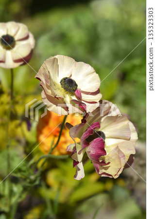 Persian Buttercup Persian Buttercup 135323303