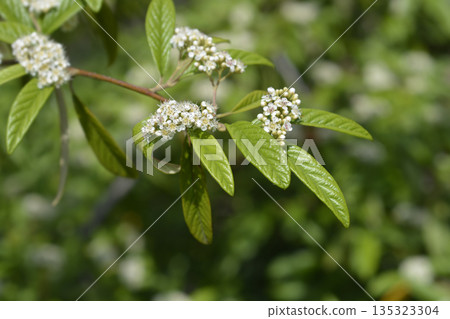 Willow-leaved cotoneaster 135323304