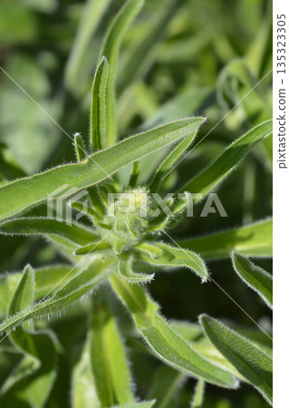 Italian bugloss 135323305