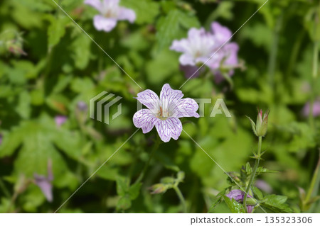 Cranesbill Rose Clair Cranesbill Rose Clair 135323306