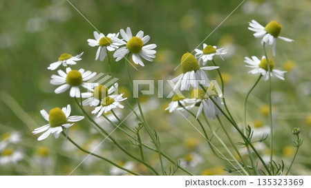 洋甘菊花 135323369