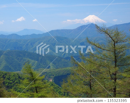 Fresh green larch trees and a distant view of Mt. Fuji on Mt. Kumotori in Okuchichibu Fresh green larch trees and a distant view of Mt. Fuji on Mt. Kumotori in Okuchichibu 135323395