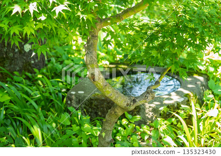 Fresh green maple leaves and a stone water basin - sunlight filtering through the trees in a Japanese garden in early summer Fresh green maple leaves and a stone water basin - sunlight filtering through the trees in a Japanese garden in early summer 135323430
