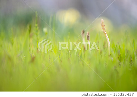 春光中生長的馬尾 135323437