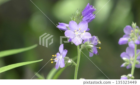 Hanashinobu花 Hanashinobu花 135323449