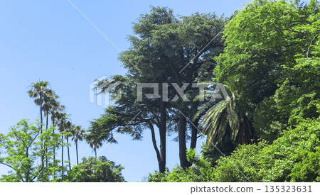 Panoramic view of palm and cedar trees with lush greenery against blue sky. Horizontal summer Panoramic view of palm and cedar trees with lush greenery against blue sky. Horizontal summer 135323631