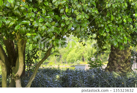 Park landscape with lush greenery, palm trunk and leafy trees by the pond. Natural summer scene with Park landscape with lush greenery, palm trunk and leafy trees by the pond. Natural summer scene with 135323632