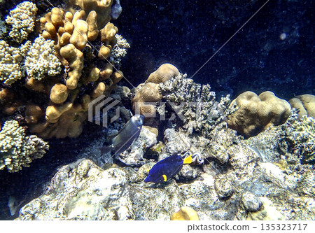 Yellowtail tang Zebrasoma xanthurum and dusky surgeonfish Acanthurus nigrofuscus swimming near lobed 135323717