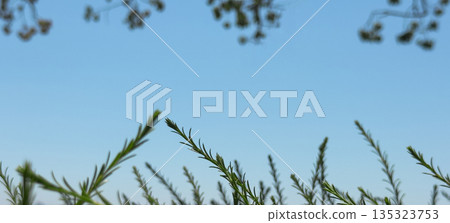 Rosemary branches Rosmarinus officinalis with needle-like green leaves against clear blue sky, 135323753