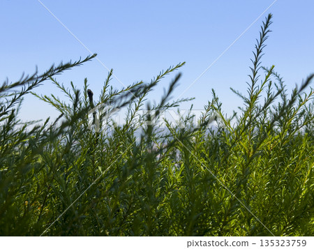 Close-up of rosemary growing under bright sunlight with a blue sky background, dense green foliage 135323759