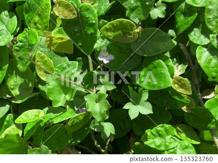 Close-up view of fresh green leaves with small purple flowers in sunlight, creating a natural summer 135323760