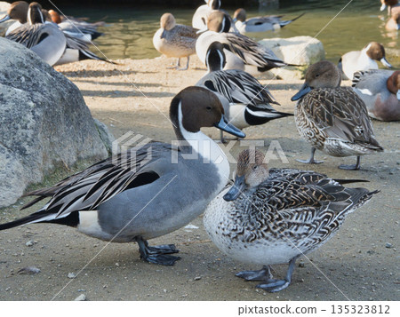 冬天的鳥兒 135323812