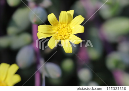 冬日花園裡盛開著紅寶石項鍊（Crassothonna spp.）的小黃花 135323838