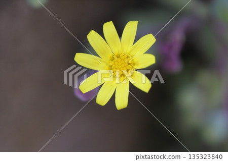 冬日花園裡盛開著紅寶石項鍊（Crassothonna spp.）的小黃花 135323840