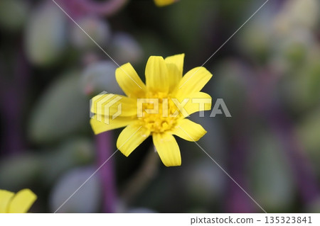 冬日花園裡盛開著紅寶石項鍊（Crassothonna spp.）的小黃花 135323841