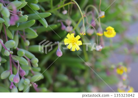 冬日花園裡盛開著紅寶石項鍊（Crassothonna spp.）的小黃花 135323842