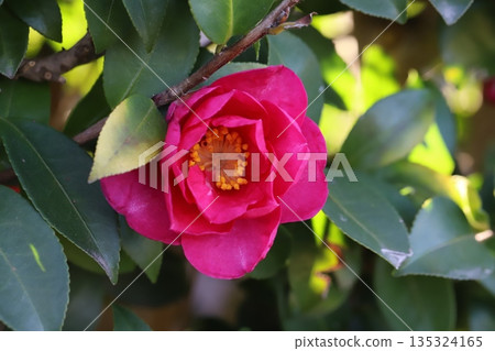 冬季花園中盛開的深粉色山茶花 135324165