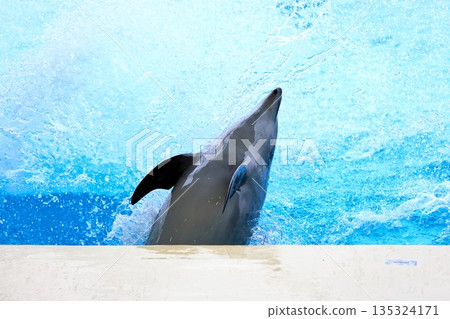 海豚表演 135324171
