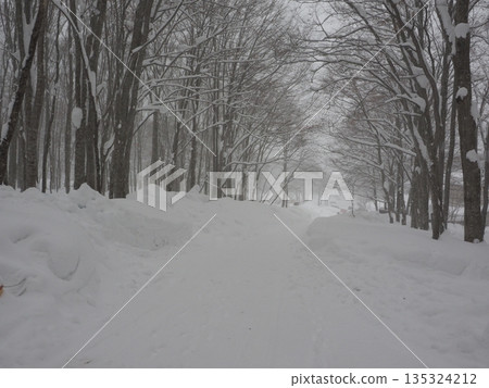 大雪覆蓋下的靜謐山毛櫸林-嚴冬中一片廣闊的雪景 大雪覆蓋下的靜謐山毛櫸林-嚴冬中一片廣闊的雪景 135324212