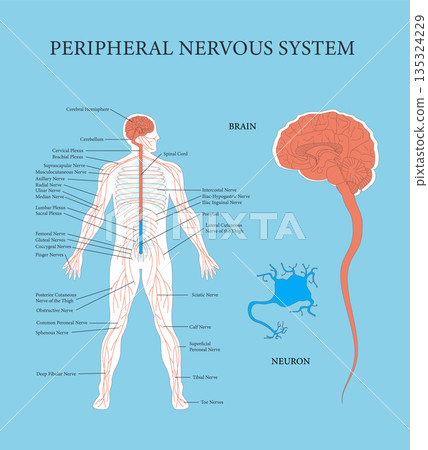 Cartoon Color Peripheral Nervous System Infographics Card Poster Educational Scheme Concept Flat Design Style Card Poster. Vector illustration Cartoon Color Peripheral Nervous System Infographics Card Poster Educational Scheme Concept Flat Design Style Card Poster. Vector illustration 135324229