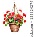 Hanging basket of red geraniums, watercolor 135324274