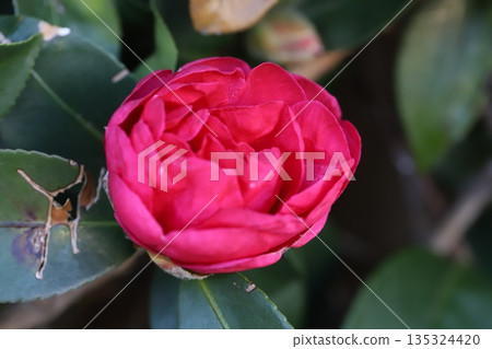 冬季花園中盛開的深粉色山茶花 冬季花園中盛開的深粉色山茶花 135324420