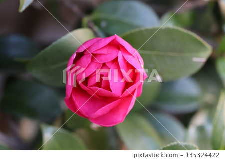 Deep pink camellia flowers blooming in a winter garden 135324422