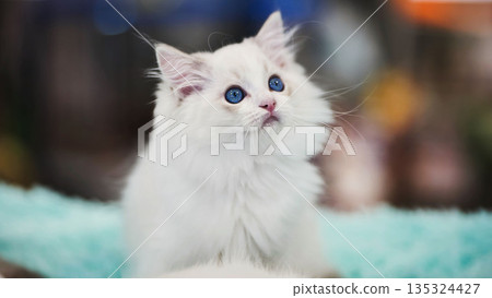 Adorable ragdoll kitten looking up while sitting on a soft blanket 135324427