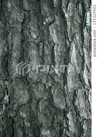 Pine tree bark 135324501