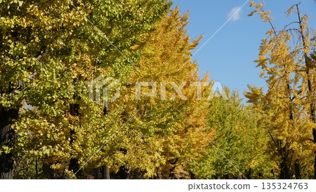 Ginkgo bunches 135324763