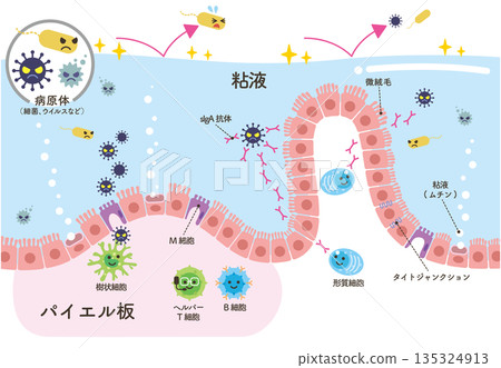 Peyer's patches and immune cells (without lymphatic vessels) 135324913
