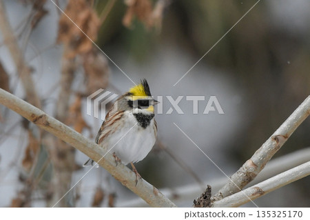 Miyama bunting Miyama bunting 135325170