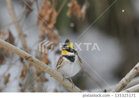 美山彩旗 135325171