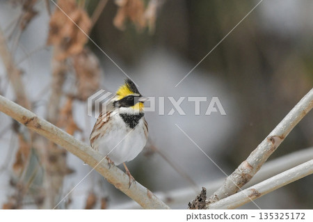 美山彩旗 135325172