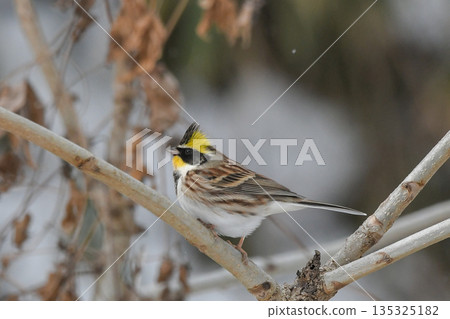 Miyama bunting Miyama bunting 135325182