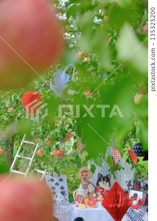 Toy poodle enjoying the apple orchard 135325200