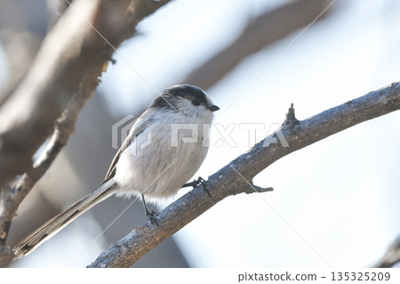 長尾山雀 135325209