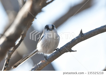 長尾山雀 長尾山雀 135325210