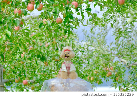 Toy poodle enjoying the apple orchard 135325229