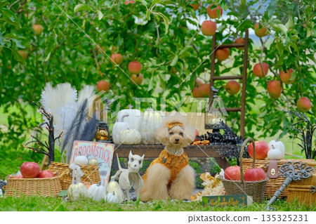 玩具貴賓犬在蘋果園玩耍 玩具貴賓犬在蘋果園玩耍 135325231
